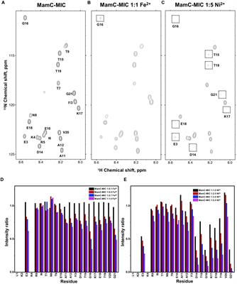 Frontiers Understanding The Biomineralization Role Of Magnetite